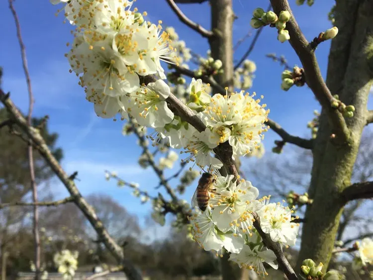 apiculteur-les-abeilles-d-avril-nivillac