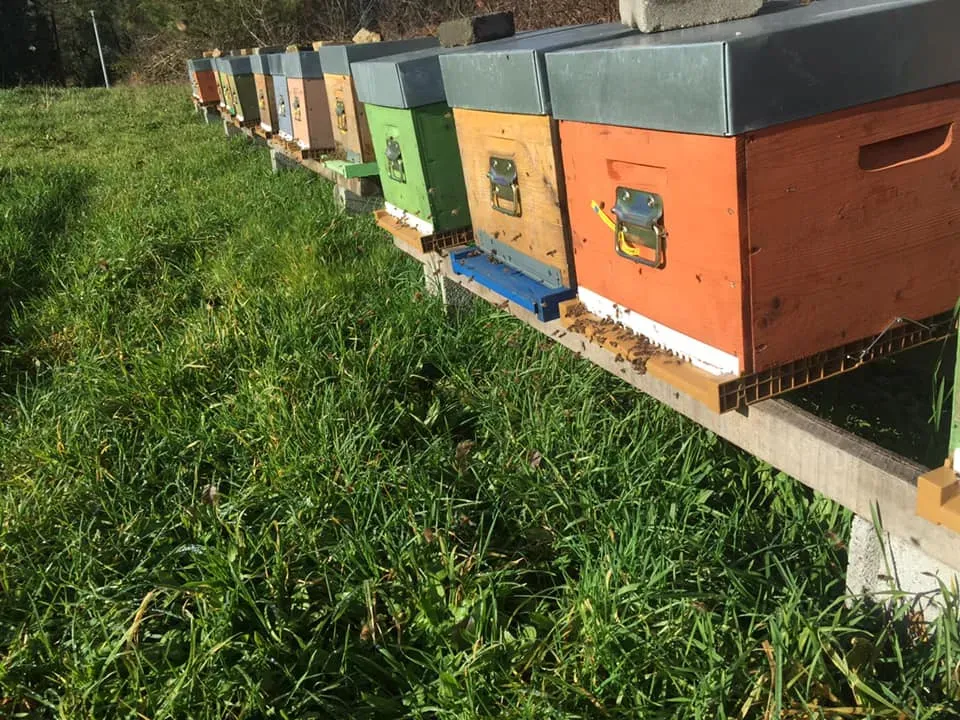 apiculteur-les-abeilles-d-avril-nivillac