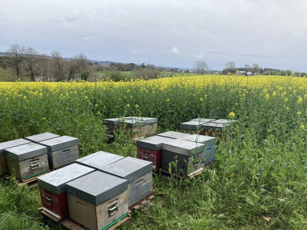 apiculteur-les-abeilles-d-avril-nivillac